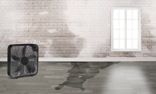 Best Basement water damage restoration  in Grabill, IN